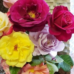 Meet your Posher, Yvette